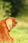 sitting Cavalier King Charles Spaniel