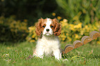 Cavalier King Charles Spaniel Puppy