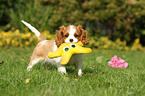 Cavalier King Charles Spaniel Puppy