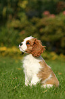 Cavalier King Charles Spaniel Puppy