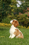 Cavalier King Charles Spaniel Puppy