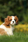 Cavalier King Charles Spaniel Puppy