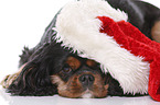 lying Cavalier King Charles Spaniel