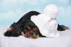 Cavalier King Charles Spaniel with beanie