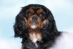 Cavalier King Charles Spaniel Portrait