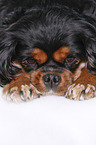 lying Cavalier King Charles Spaniel