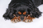 lying Cavalier King Charles Spaniel