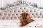 lying Cavalier King Charles Spaniel