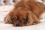 lying Cavalier King Charles Spaniel