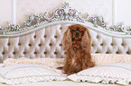 sitting Cavalier King Charles Spaniel