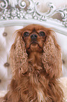 Cavalier King Charles Spaniel Portrait