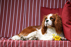 lying Cavalier King Charles Spaniel