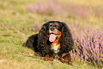 lying Cavalier King Charles Spaniel