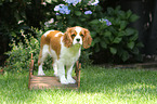 Cavalier King Charles Spaniel