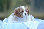 Cavalier King Charles Spaniel Puppy