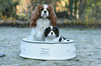 2 Cavalier King Charles Spaniel