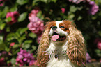 Cavalier King Charles Spaniel Portrait