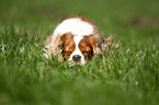 sleeping Cavalier King Charles Spaniel