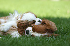 2 Cavalier King Charles Spaniel