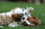 2 Cavalier King Charles Spaniel