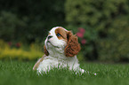 Cavalier King Charles Spaniel Puppy