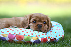 Cavalier King Charles Spaniel Puppy