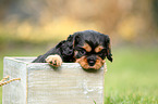 Cavalier King Charles Spaniel Puppy