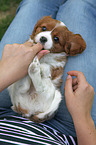 Cavalier King Charles Spaniel on lap