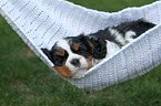 sleeping Cavalier King Charles Spaniel puppy