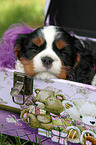 sleeping Cavalier King Charles Spaniel puppy