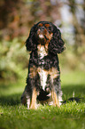 sitting Cavalier King Charles Spaniel