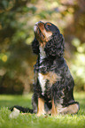 sitting Cavalier King Charles Spaniel