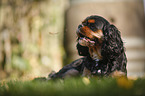 Cavalier King Charles Spaniel