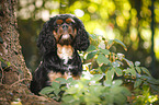 Cavalier King Charles Spaniel Portrait