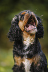 Cavalier King Charles Spaniel Portrait