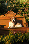 Cavalier King Charles Spaniel Puppy