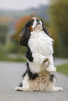 Cavalier King Charles Spaniel shows trick