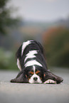 Cavalier King Charles Spaniel shows trick