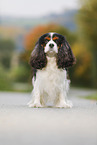 Cavalier King Charles Spaniel