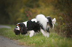 urinating Cavalier King Charles Spaniel