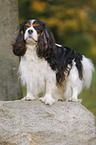 Cavalier King Charles Spaniel