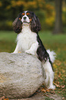 Cavalier King Charles Spaniel