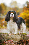 Cavalier King Charles Spaniel