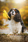 sitting Cavalier King Charles Spaniel