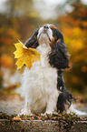 sitting Cavalier King Charles Spaniel