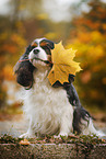 sitting Cavalier King Charles Spaniel