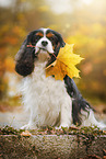 sitting Cavalier King Charles Spaniel