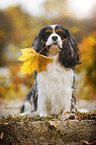 sitting Cavalier King Charles Spaniel