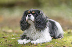 lying Cavalier King Charles Spaniel