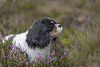 Cavalier King Charles Spaniel Portrait